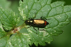 Malachius