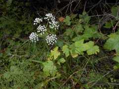 Ostericum tenuifolium