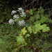 Angelica tenuifolia - Photo (c) V.S. Volkotrub, osa oikeuksista pidätetään (CC BY-NC), lähettänyt V.S. Volkotrub