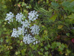 Ostericum tenuifolium