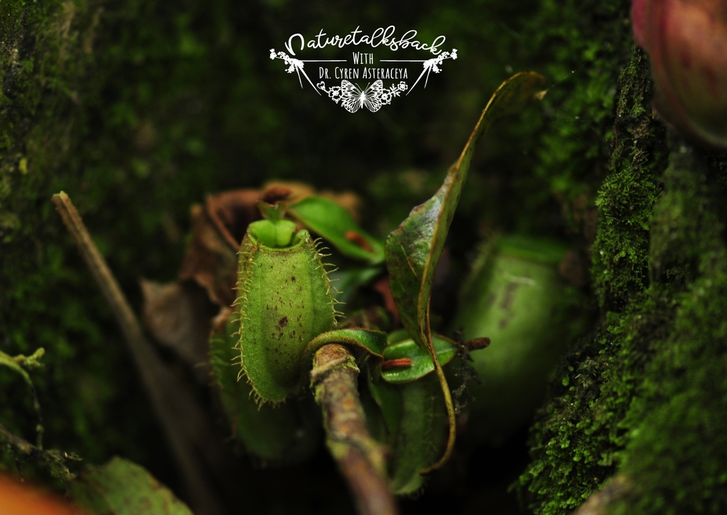 Nepenthes ampullaria Jack