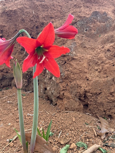 Hippeastrum reginae