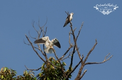 Elanus caeruleus vociferus