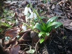 Galanthus woronowii