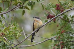 Dark-Billed Cuckoo photo 4