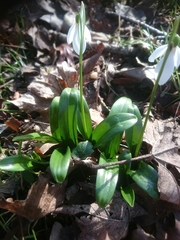 Galanthus woronowii