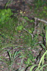 Bupleurum komarovianum