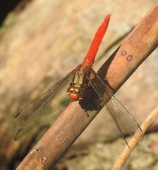 Orthetrum testaceum soembanum