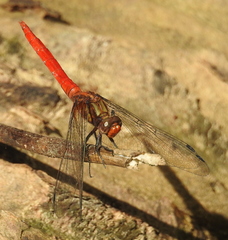 Orthetrum testaceum soembanum