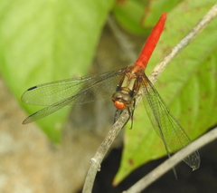 Orthetrum testaceum soembanum