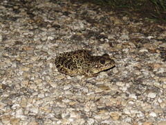 Lithobates areolatus