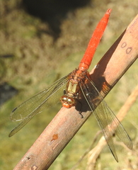 Orthetrum testaceum soembanum