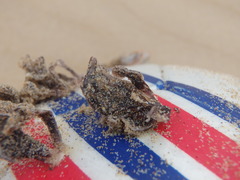 Conchoderma virgatum