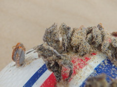 Conchoderma virgatum