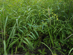 Bupleurum komarovianum