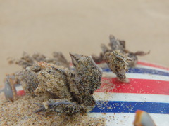 Conchoderma virgatum