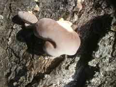Fungi