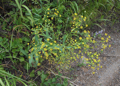 Bupleurum komarovianum