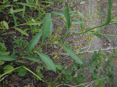 Bupleurum komarovianum