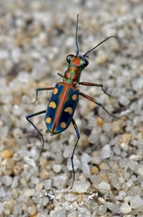 Cosmodela aurulenta