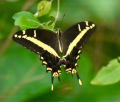 Heraclides andraemon