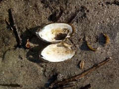 Unio elongatulus