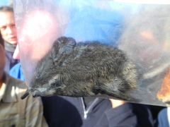 Elephantulus edwardii