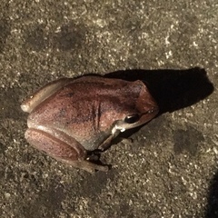 Litoria