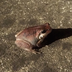 Litoria