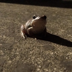 Litoria