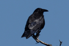 Corvus tasmanicus