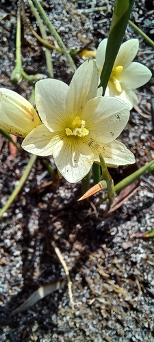 Geissorhiza imbricata
