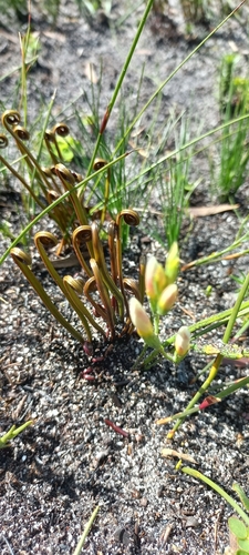 Image of Geissorhiza imbricata by (c) Adele SL, some rights reserved (CC BY)