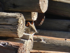 Elephantulus edwardii