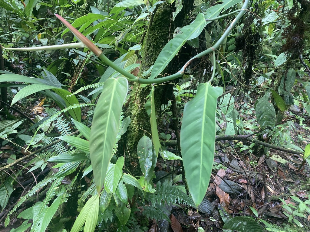 Philodendron bakeri