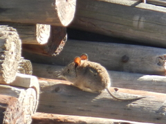 Elephantulus edwardii