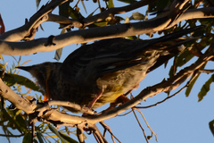 Anthochaera paradoxa