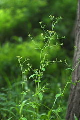 Bupleurum longiradiatum