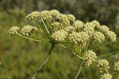 Cnidium cnidiifolium