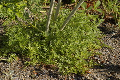 Cnidium cnidiifolium