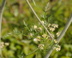 Cnidium cnidiifolium