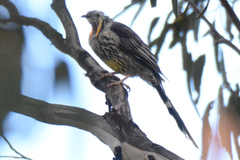 Anthochaera paradoxa