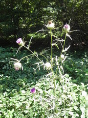Cirsium lobelii