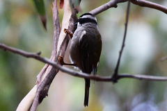 Melithreptus validirostris