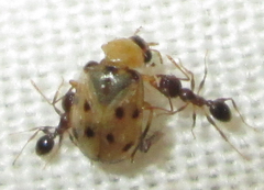 Afromaculepta