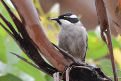 Melithreptus validirostris