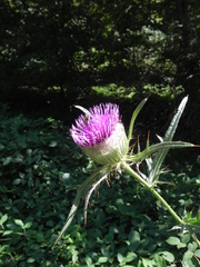 Cirsium lobelii