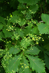 Bupleurum longiradiatum