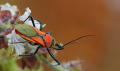 Rhynocoris segmentarius