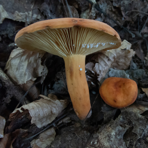 Rýdzik surovičkový (Lactifluus volemus)